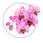 medycyna-estetyczna-orchidea-3b