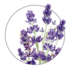 stomatologia-lawenda-kolo-duze
